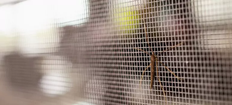 Repair Mosquito Mesh For Windows in Daytona Beach, FL